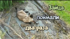 Зайца поймали 2 раза