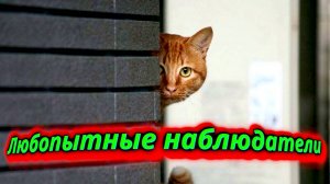 Кошки любопытные наблюдатели