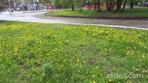 уфимский трамвай кольцо госцирк. цветение одуванчиков вовсю 16 мая 2022 weather #russia ufa #tram