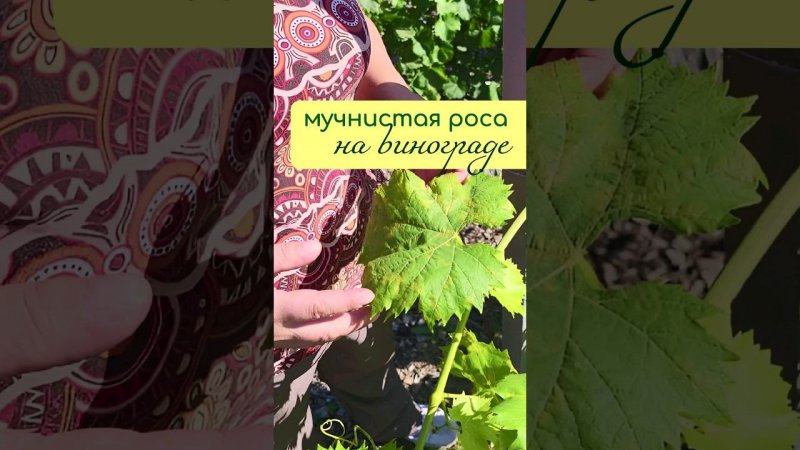 Мучнистая роса на ВИНОГРАДЕ