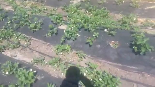 Обзор участка весна 2017 смотреть онлайн