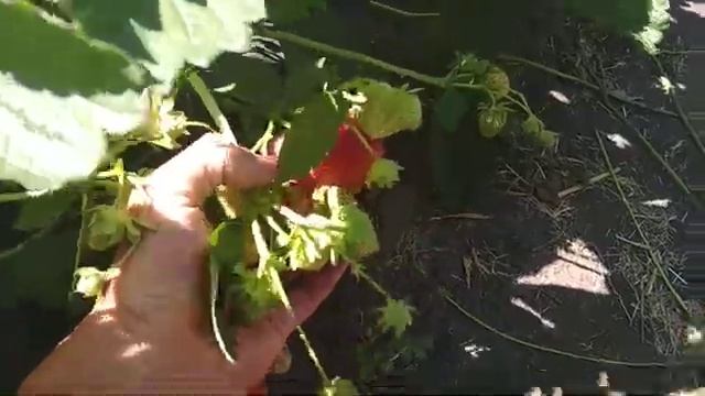 сорт клубники Джоли смотреть онлайн