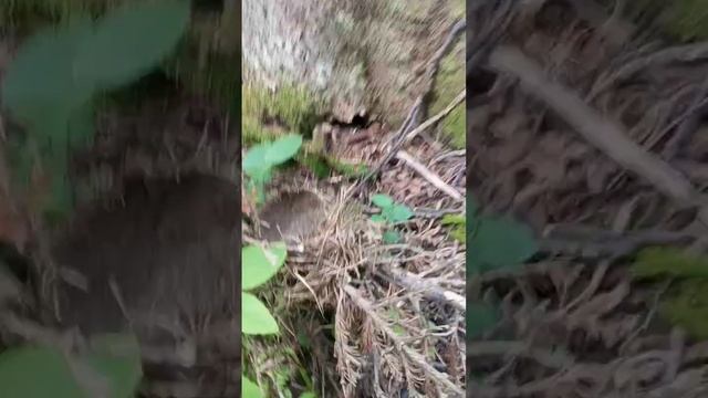 Покинутое гнездо