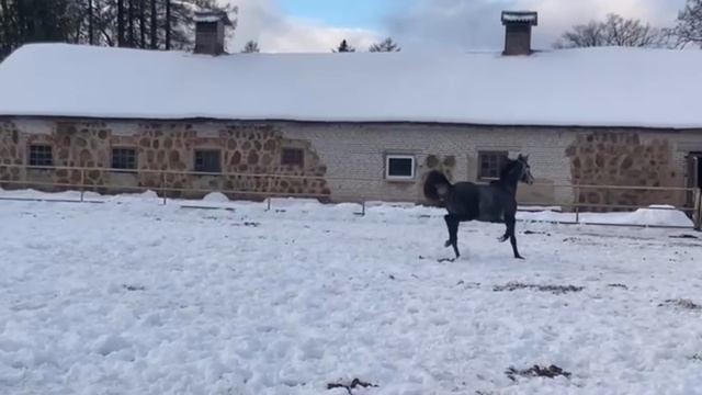 rutube.ru