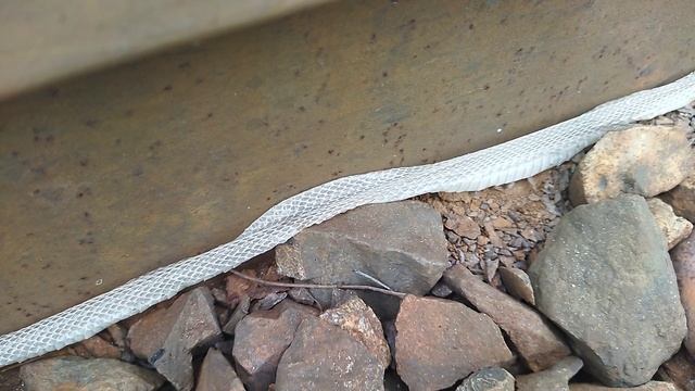 шкура змеи (телефон)