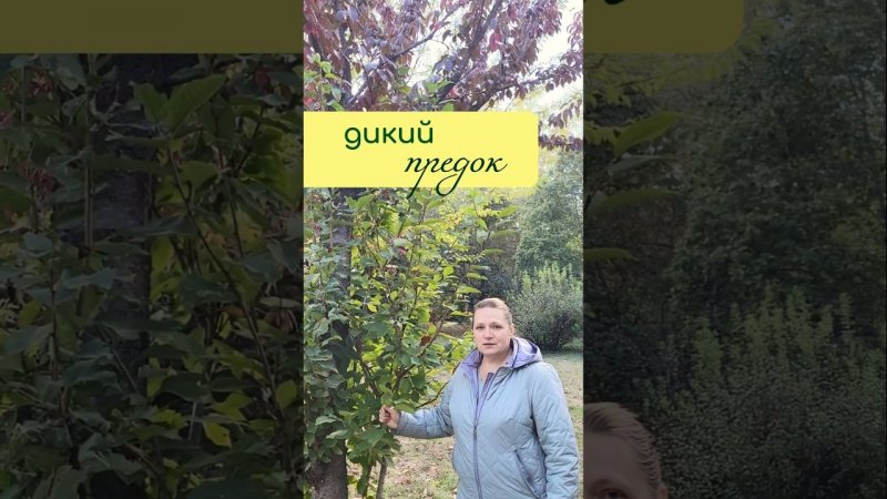 ДИКИЙ предок на культурном растении