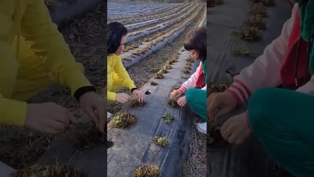 клубника, чистка. априка, мурано. смотреть онлайн