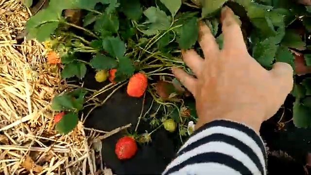 18 октября!!! А Клубника спеет)) смотреть онлайн