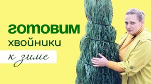 Подготовка ХВОЙНЫХ растений к ЗИМЕ
