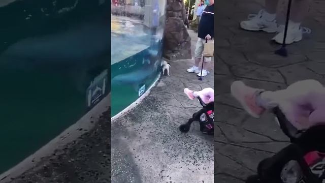 Собачка и дельфин