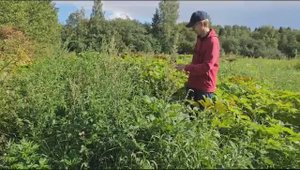 На этом Вологодские испытания не кончились. Предстояло ещё прямо по амаранту посеять пшеницу...