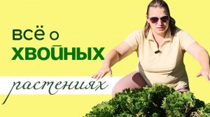 ХВОЙНЫЕ РАСТЕНИЯ, всё что НЕОБХОДИМО знать