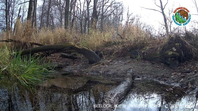 28.10.2024. Выдра. Заповедник Большая Кокшага. Выдра днем бежит по берегу.