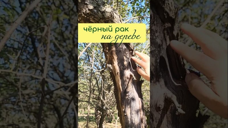 ЧЁРНЫЙ РАК на дереве