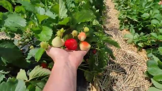 О маточнике и результате посадки кассетной рассады с него. предварительные выводы. смотреть онлайн