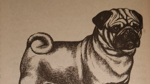 Происхождение Мопса