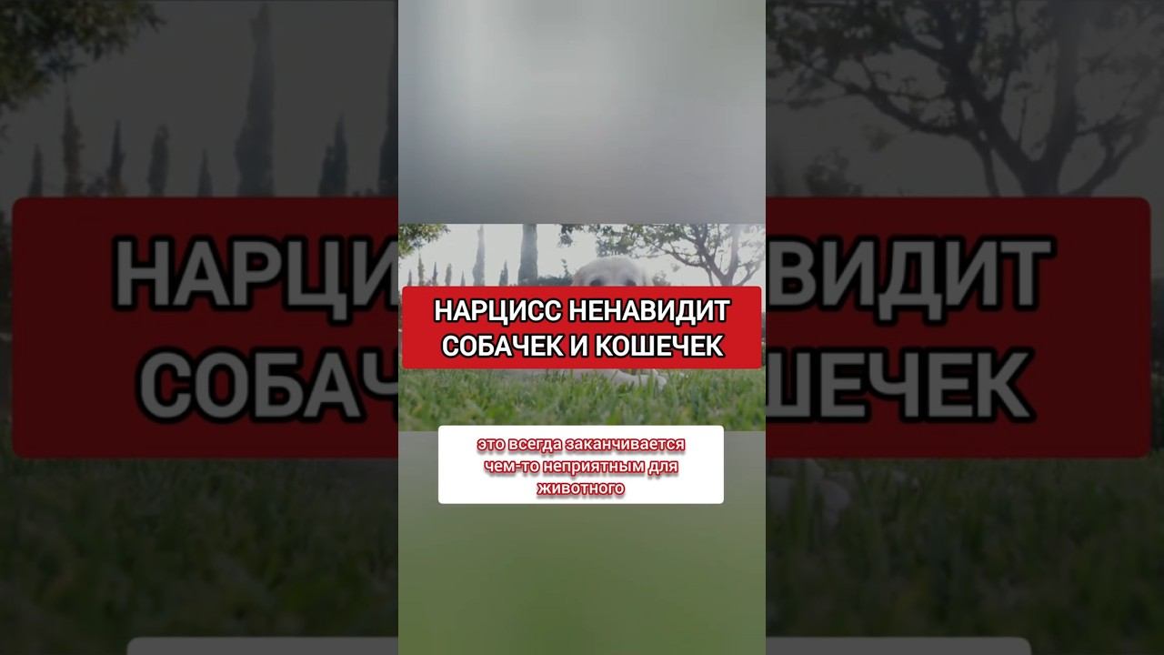 НАРЦИСС НЕНАВИДИТ СОБАК И КОШЕК #нарциссизм #нрл #отношенияснарциссом