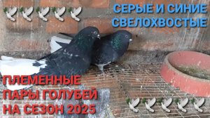 🕊🕊🕊 Племенные пары голубей сезона 2025 года. Серые и синие свелохвостые.