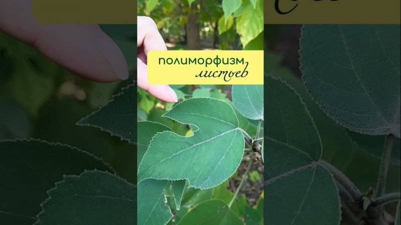 ПОЛИМОРФИЗМ на примере бруссениции (бруссонетии) бумажной