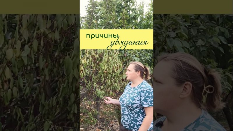 ПРИЧИНЫ УВЯДАНИЯ растений