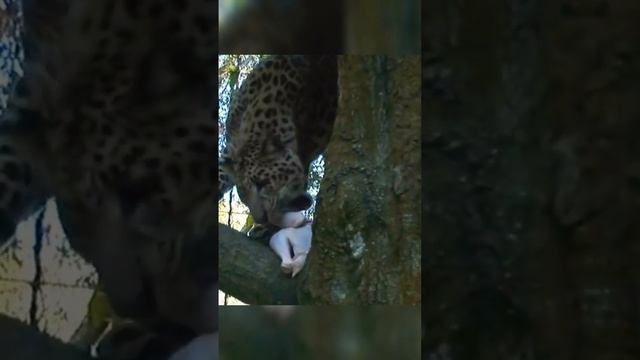 Wehn the Leopard eats chicken#viral#foryou#shorts#short#subscribe#like#wildlife