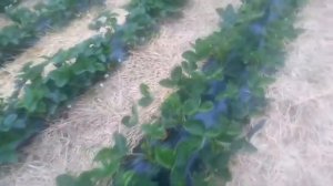 клубника сорт Альба первый год посадка