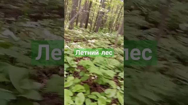 В лесу летом