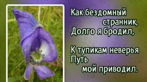 239 Странствуя по жизни (-)