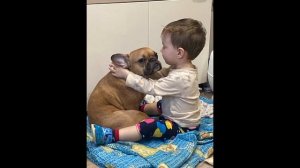 коты и собаки