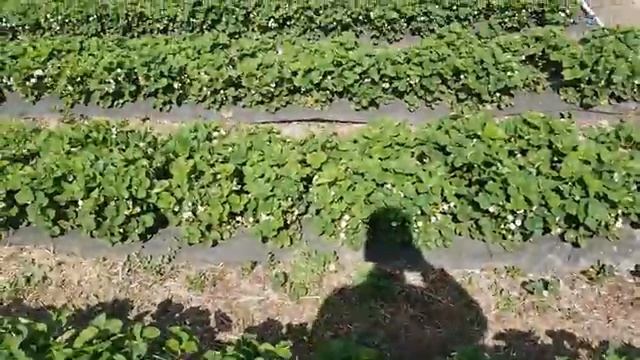 Обзор участка часть 2 смотреть онлайн