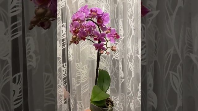 Орхидея мультифлора смотреть онлайн