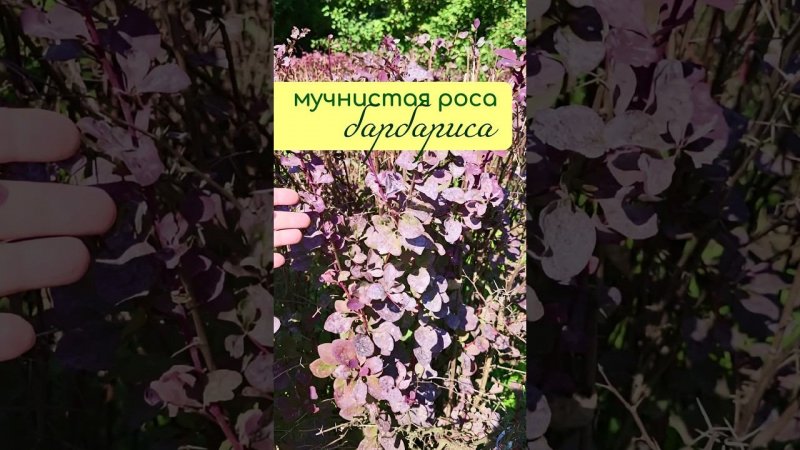 МУЧНИСТАЯ РОСА на барбарисе