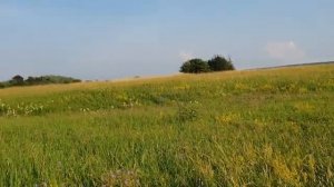 Идём пешком к церкви Покрова на Нерли. Храм XII века. Владимирская земля.