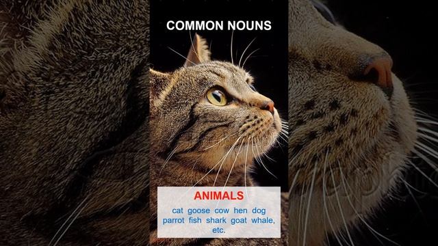 S Basic Grammar 2 смотреть онлайн