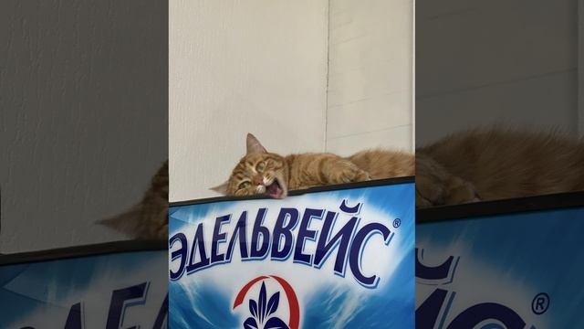 Загрустил котейка 🥲😅#sorts #cat