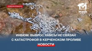 ИнБЮМ: выброс хамсы не связан с катастрофой в Керченском проливе