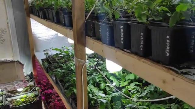 Как идёт процесс выращивания саженцев ежевики и малины. смотреть онлайн