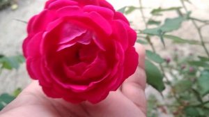 mini Rose