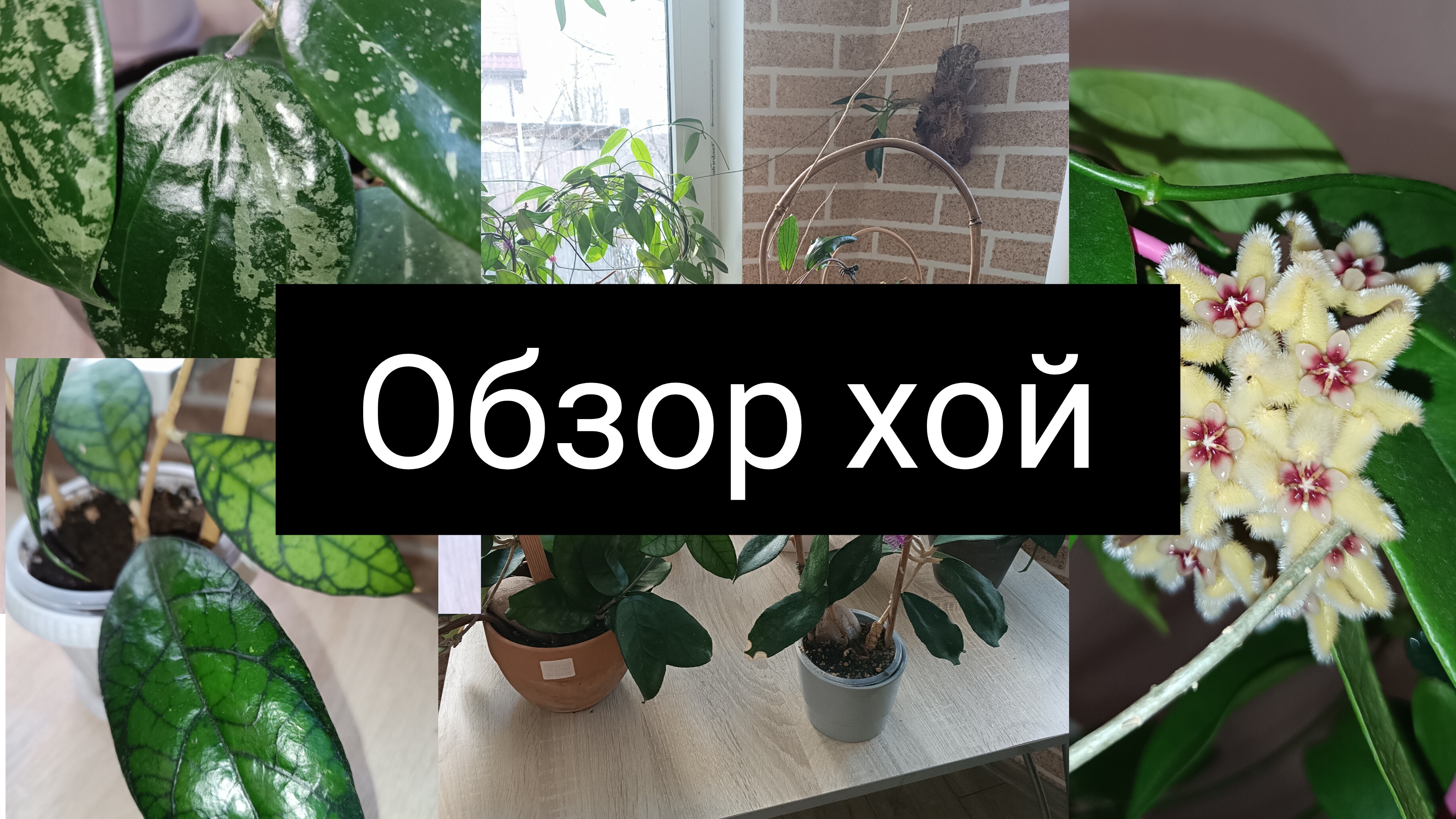 обзор хой