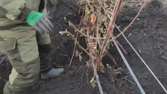 Простой способ заготовки маточного корня ежевики. смотреть онлайн