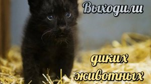 Выходили диких животных