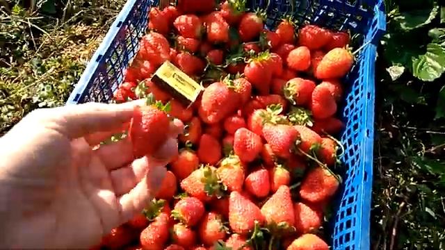 Клбника сорт Сан-андреас на 28 сентября смотреть онлайн