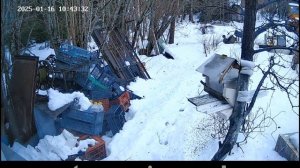 Сегодня "наша" белка снова взяла с собой печеньку на ужин.