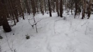 Проверил капканы на куницу