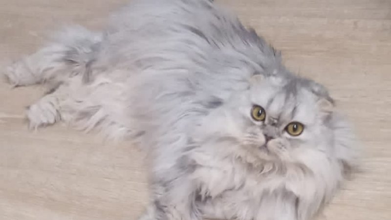 кошка