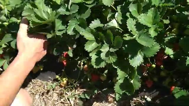 Клубника сорт Королева Елизавета 2, третий год плодоношения. смотреть онлайн