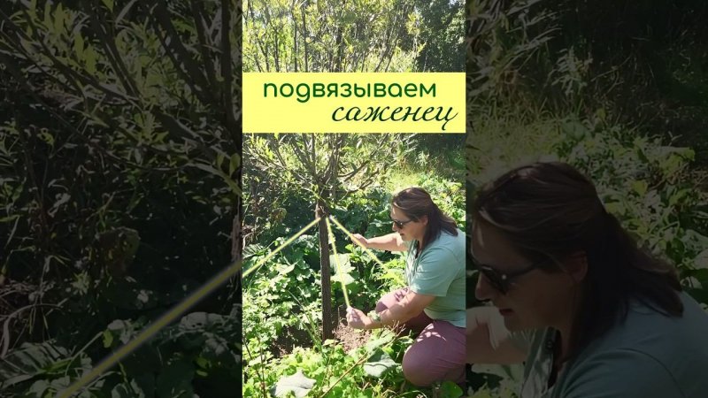 ПОДВЯЗКА дерева при посадке