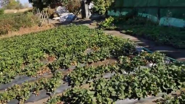 Клубника осенью, работа на участке. смотреть онлайн