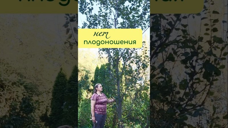 Если НЕТ ПЛОДОНОШЕНИЯ