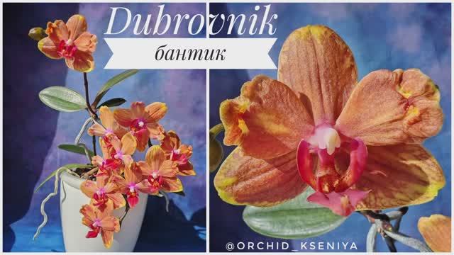 Phal. Dubrovnik бантик 🎀 Мама и детка🌱 Домашнее цветение рыжей голландской орхидеи Дубровник.Обзор